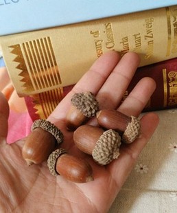 森林系DIY手作配件纯天然真的橡果橡子干果自然浆果很稀少哦道