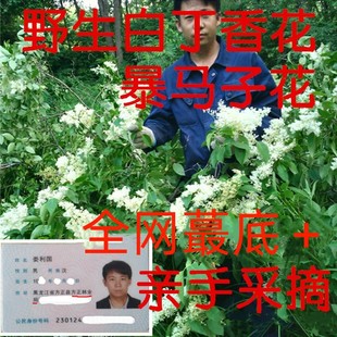 2025长白山野生丁香花白色丁香花茶暴马子花暴马丁香花 250克包邮