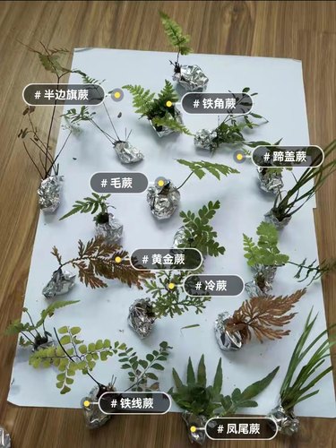 微景观造景迷你蕨类DIY材料生态瓶耐湿雨林缸苔藓小蕨教学绿植