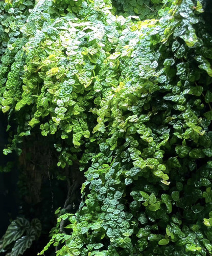 原生态微景观雨林缸生态瓶造景