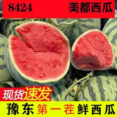 8424美都西瓜水果西瓜现摘西瓜新鲜皮薄头茬西瓜包邮当季西瓜新鲜