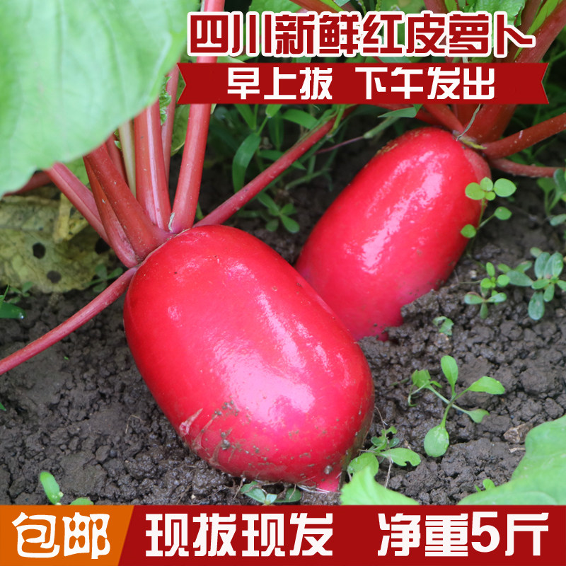 四川特产自种红皮白心萝卜