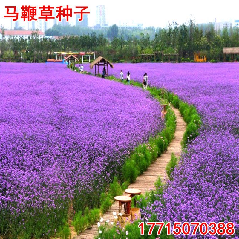 柳叶马鞭草种子多年生宿根草花种子景观绿化花海婚纱摄影观花种子