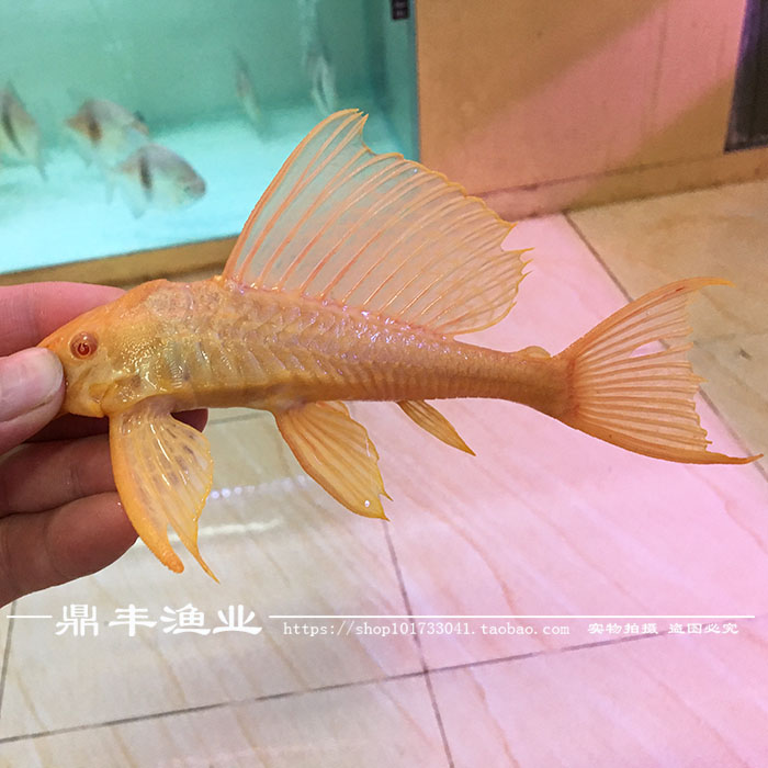红眼大帆女王清道夫活体异形黄金女皇清道夫清洁青苔神器特价包邮