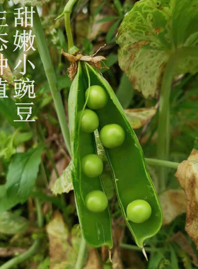 崇明我家的三分地 豌豆甜豆 清甜 新鲜露天当季节时鲜蔬菜