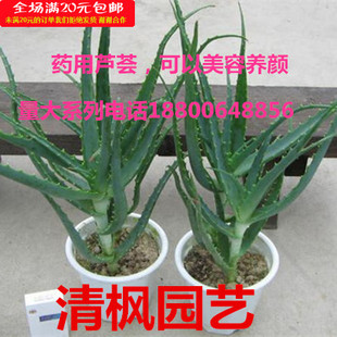 木立芦荟苗盆栽/木剑芦荟/龙爪菊芦荟/药用芦荟/多肉植物 包邮