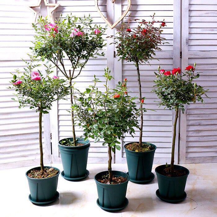 树状四季盆栽多色花卉植物