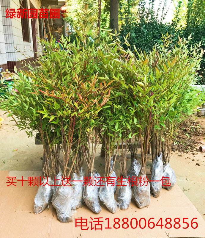 南天竹庭院植物绿化