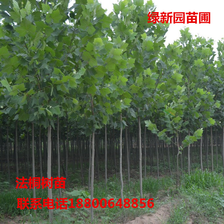 法桐树法国法桐青皮梧桐 法桐苗 泡桐树苗 行道树木 悬铃木绿化苗图片