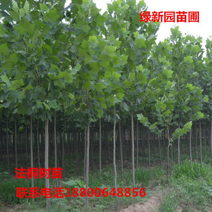 法桐树法国法桐青皮梧桐 法桐苗 泡桐树苗 行道树木 悬铃木绿化苗