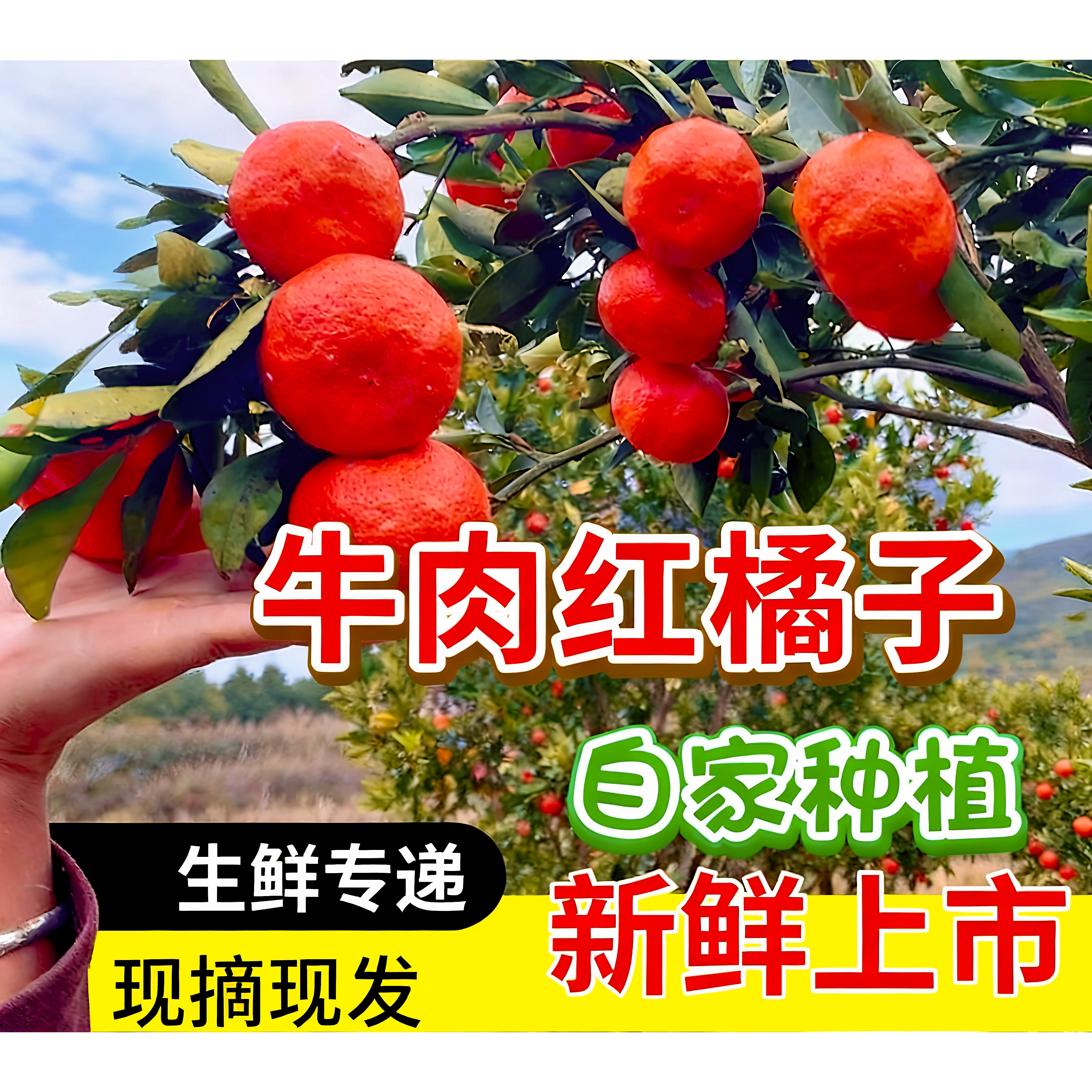 正宗惠水特产牛肉红橘子金钱橘新鲜时令水果柑橘陈皮孕妇皮薄酸甜