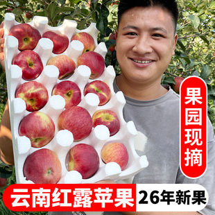 2026新果云南昭通红露苹果水果冰糖心丑苹果脆甜现摘现发非红富士