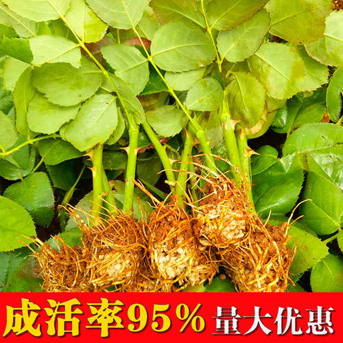 大花月季四季开花艾莎玫瑰小苗