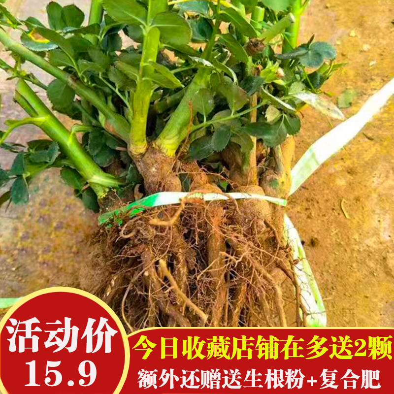 云南玫瑰老桩黑巴克月季花苗四季
