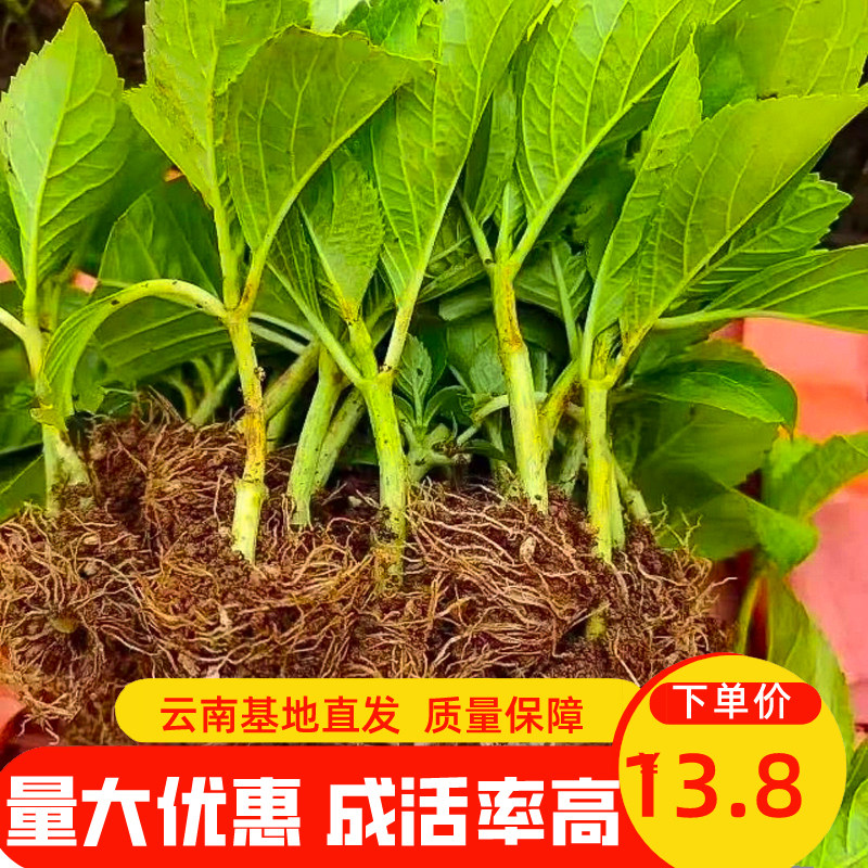 绣球玫瑰康乃馨花苗小苗专拍链接