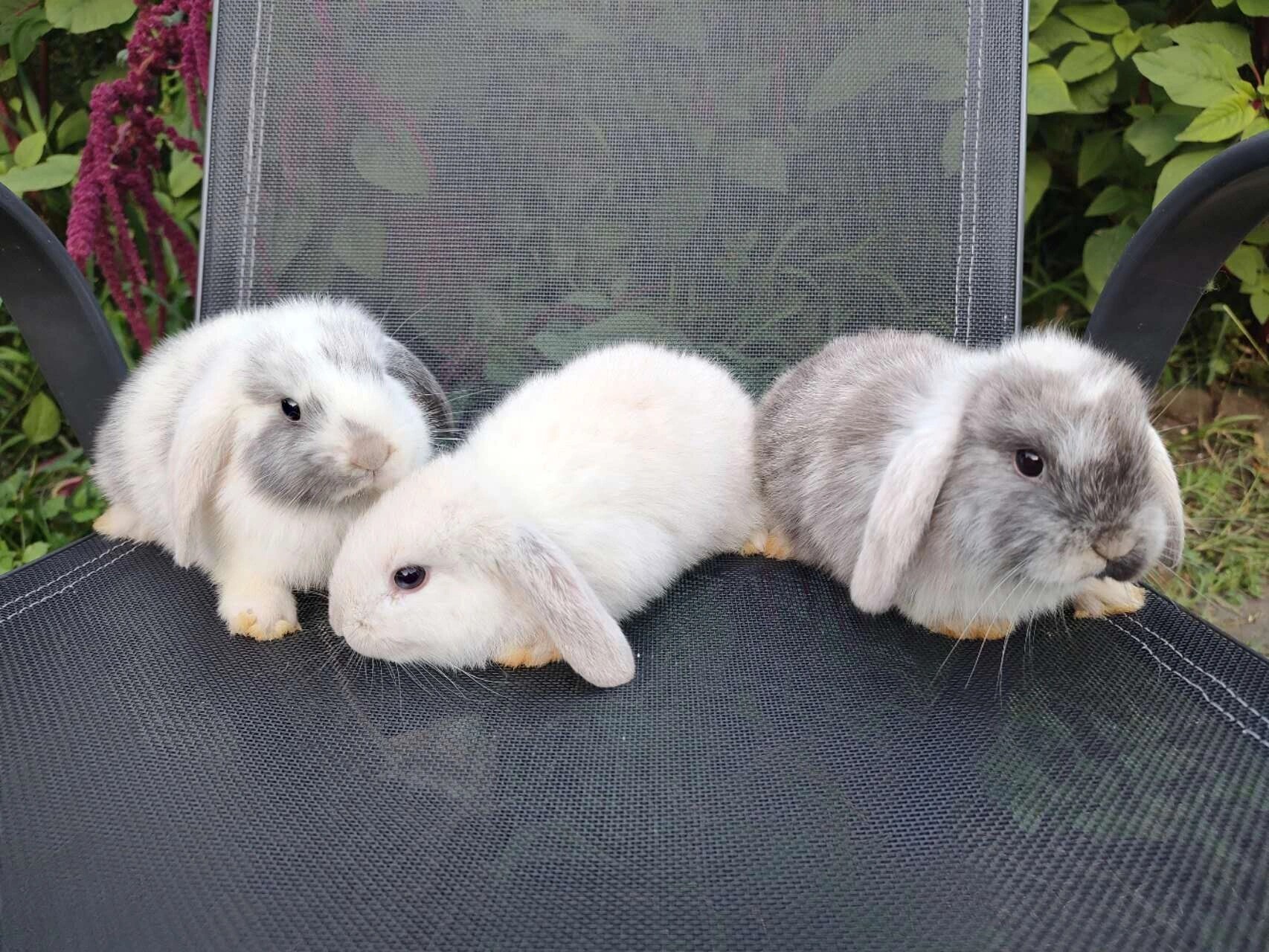 碎斑垂耳兔进口双血统美国暹罗霜白长不大侏儒兔子活物荷兰宠物兔