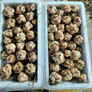 长白山鲜百合一盒1000g泡沫箱包邮