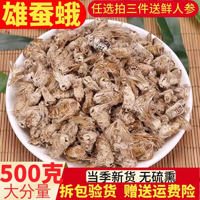 雄蚕蛾500g克包邮纯公蝉俄晚娥魏蚕峨可免费磨粉未交配雄天蛾男性