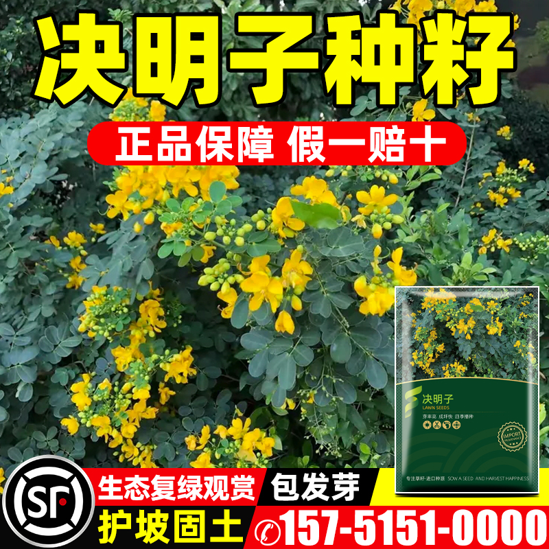决明子种子护坡固土植物灌木草种籽枣林景观绿化边坡高速公路草籽