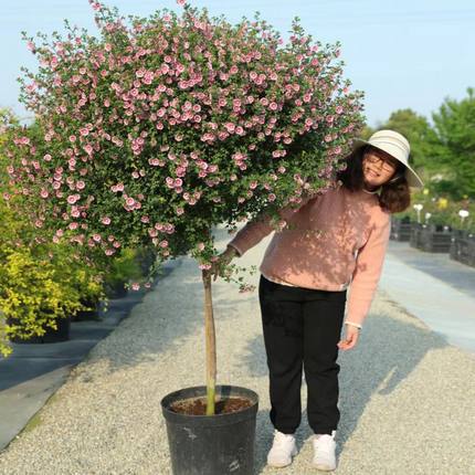 小木槿棒棒糖盆栽花苗四季开花阳台庭院花园别墅耐寒耐热老桩植物