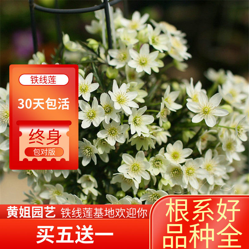 黄姐园艺常绿铁线莲银币 雪崩 春早知 小精灵 花量大新手易养推荐,鲜花速递/花卉仿真/绿植园艺,绣球/木绣球/木本植物,淘宝优惠券,粉丝福利购,淘宝优惠卷