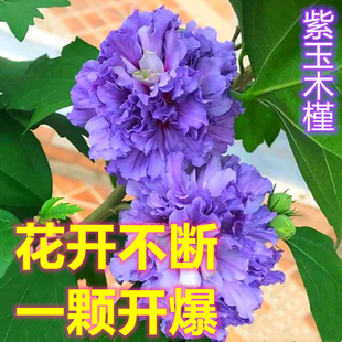 黄姐园艺重瓣紫玉木槿薄荷蓝莓冰沙花苗可食用木槿树苗夏天开花