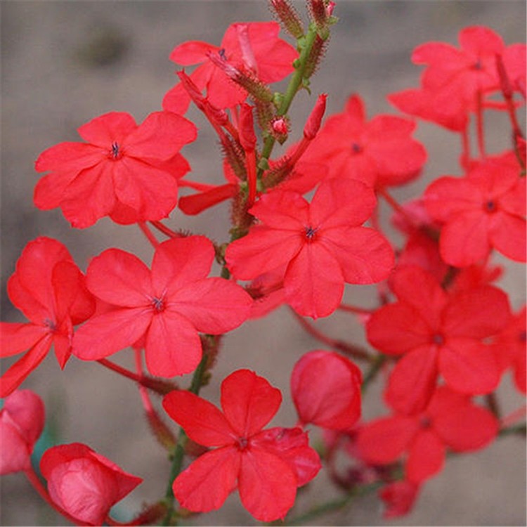 黄姐园艺红雪花多年生秋冬季开花植物大叶子绿植,鲜花速递/花卉仿真/绿植园艺,绣球/木绣球/木本植物,淘宝优惠券,粉丝福利购,淘宝优惠卷