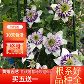 黄姐园艺F系列铁线莲乌托邦倒影新幻紫P9规格根系饱满原盆土发货