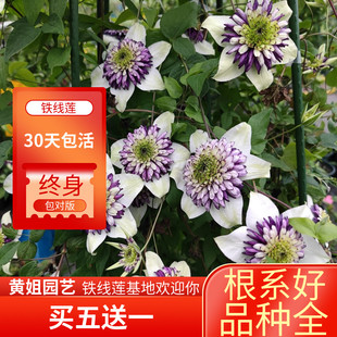 黄姐园艺F系列铁线莲乌托邦倒影新幻紫P9规格根系饱满原盆土发货