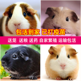 家养荷兰猪幼崽豚鼠自家繁殖活体荷兰猪天竺鼠繁殖能力强英短彩豚