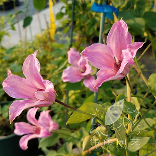 耐寒耐修剪攀爬 郁金香花型 伟伟园艺铁线莲 阿尔巴尼公爵夫人