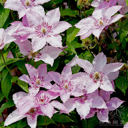 伟伟园艺 铁线莲如梦 新手推荐生长强健粉色多花攀援植物庭院露台