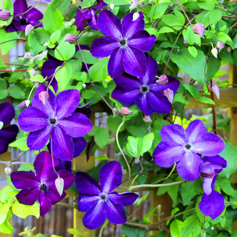 伟伟园艺 铁线莲神秘面纱 超勤花强健地栽庭院拱门推荐晚花3类F系