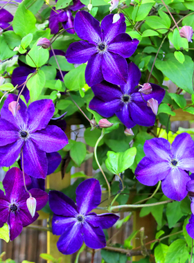 伟伟园艺 铁线莲神秘面纱 超勤花强健地栽庭院拱门推荐晚花3类F系