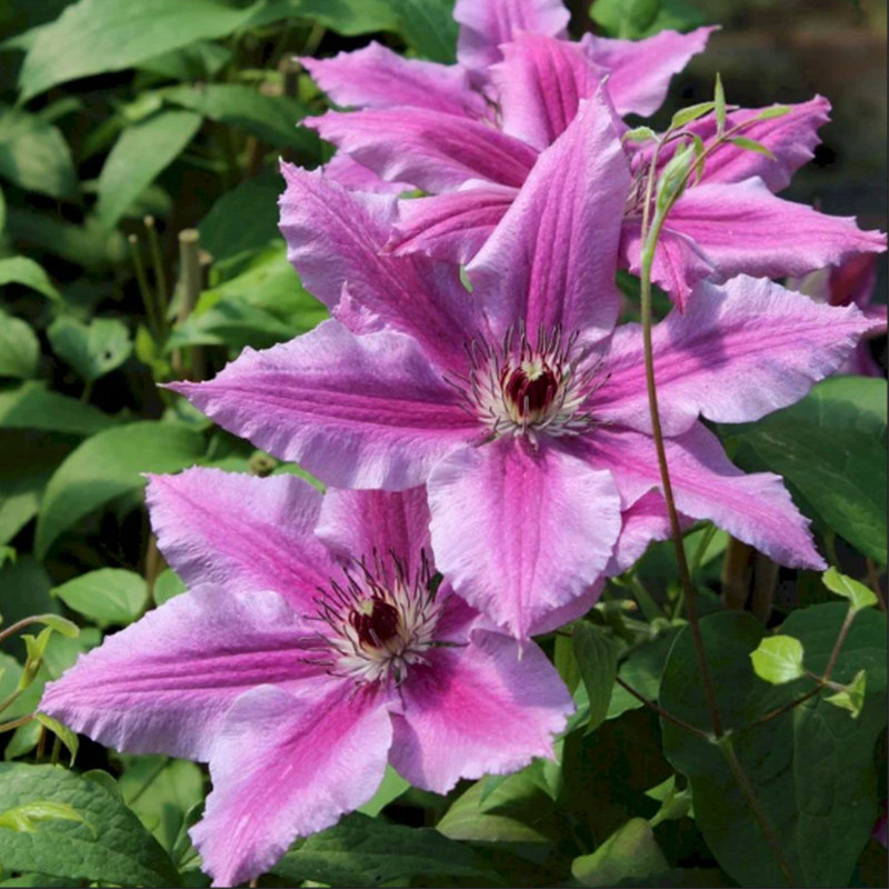 伟伟园艺 大道铁线莲哦啦啦 早花大花 强健耐寒 阳台庭院盆栽地栽,鲜花速递/花卉仿真/绿植园艺,绣球/木绣球/木本植物,淘宝优惠券,粉丝福利购,淘宝优惠卷