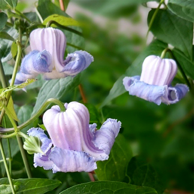 伟伟园艺 铁线莲克里斯巴天使 吊钟型铃铛 丰花 阳台庭院盆栽小苗