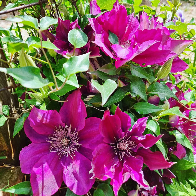 伟伟园艺 大道铁线莲皮卡迪 矮生紧凑花多耐晒 阳台庭院盆栽地栽