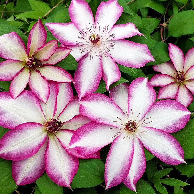 伟伟园艺 铁线莲比科蒂花边石竹 庭院楼顶阳台攀援花卉带花苞新品