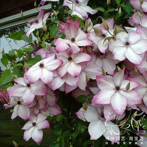伟伟园艺铁线莲美好回忆盆栽