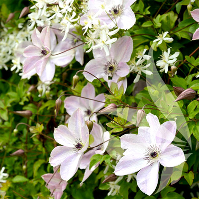 伟伟园艺 铁线莲仙尘 意大利晚花组 仙气飘飘丰花强烈推荐 耐寒热