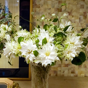 伟伟园艺 早花重瓣大花 强健耐寒 阳台庭院盆栽地栽 铁线莲初恋