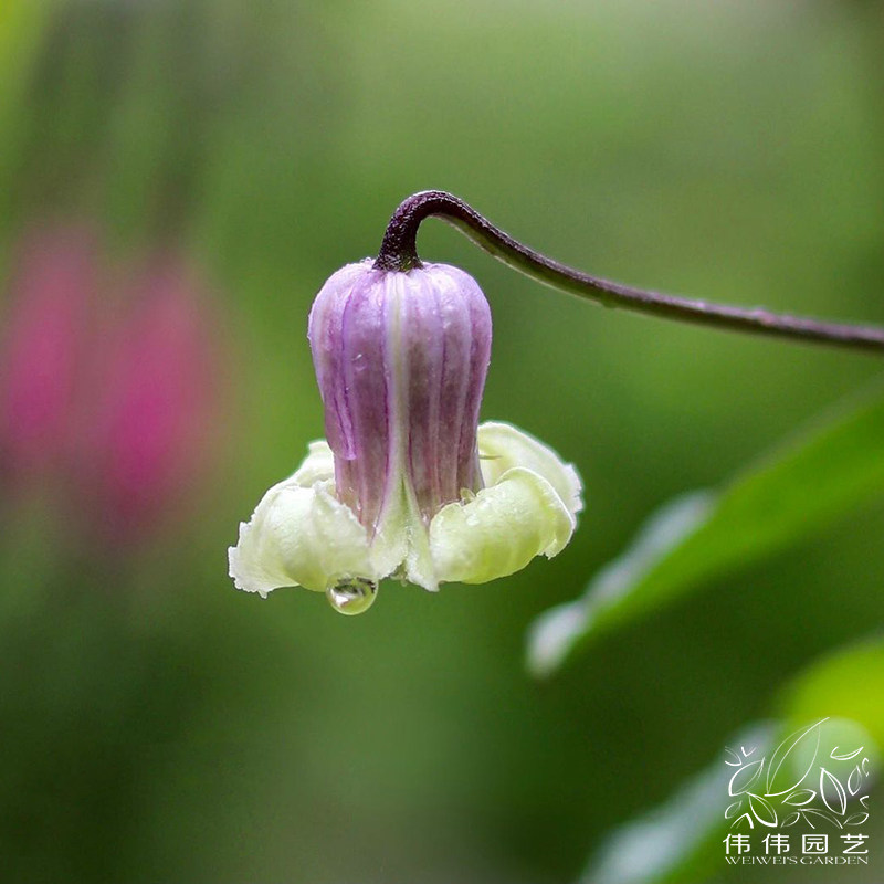 伟伟园艺 铁线莲贵妇人 攀援花卉庭院拱门耐热勤花棵开一整夏新品