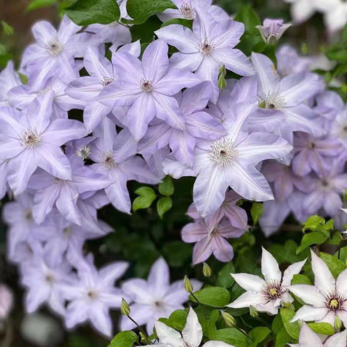 伟伟园艺铁线莲市长新品四季开花