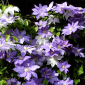 伟伟园艺 耐寒耐热阳台庭院小苗 强健丰花 铁线莲HF杨 热销大花