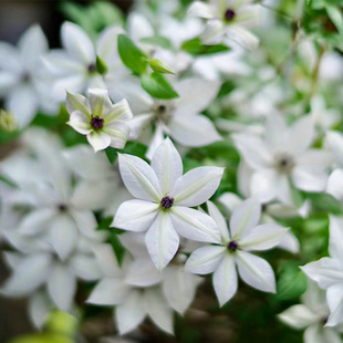 伟伟园艺 铁线莲木规子 F系花量巨多 强健耐寒耐热阳台庭院小苗