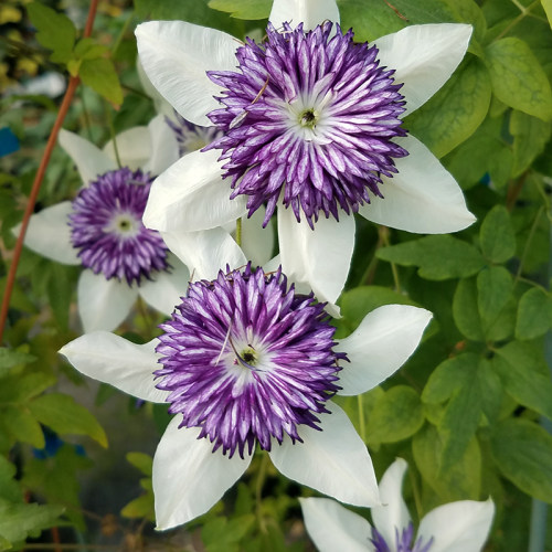 铁线莲幻紫双色重瓣四季开花