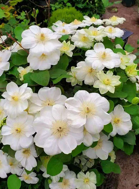 伟伟园艺 铁线莲格恩西岛 二类早花白色大花盆栽庭院花园宿根花卉