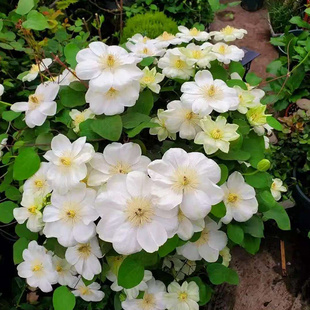 伟伟园艺 二类早花白色大花盆栽庭院花园宿根花卉 铁线莲格恩西岛