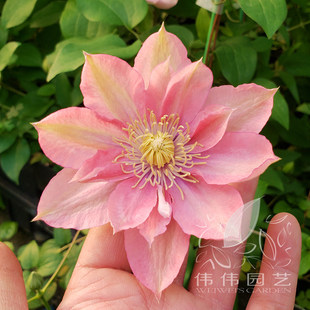 伟伟园艺 铁线莲小美人鱼老枝重瓣新枝单瓣鲑鱼粉 该品发芽特别晚