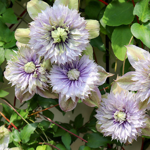 伟伟园艺 铁线莲水面妖精 F系大花 强健丰花耐寒耐热阳台庭院小苗